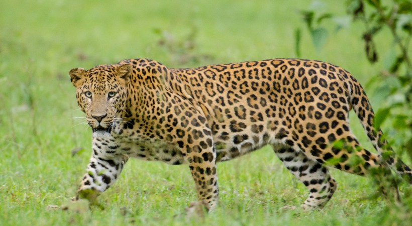 Tiger killed calf in Thrissur