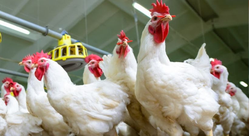 KSEB action against poultry farmer Thrissur