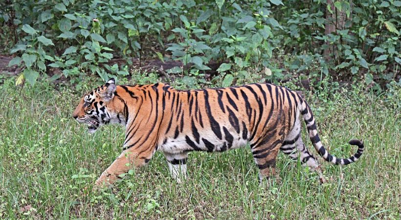 tiger operation Mullankolli Surabhi kavala