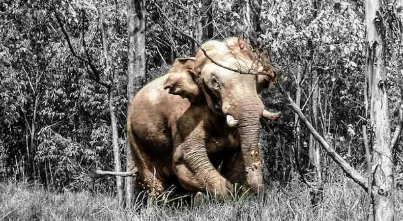 Public address system to inform about elephant and other wild animals