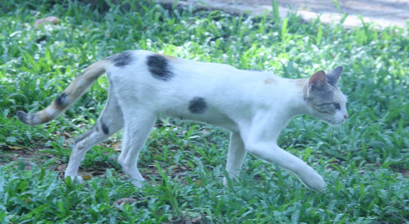 young man eats a cat in malappuram