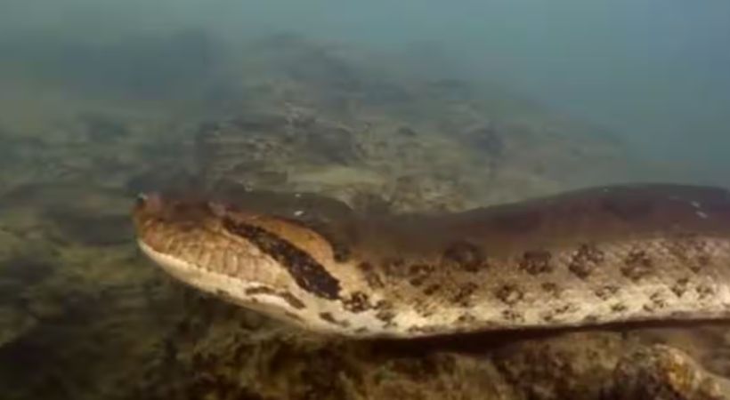 New species of green Anaconda discovered in Amazon forest