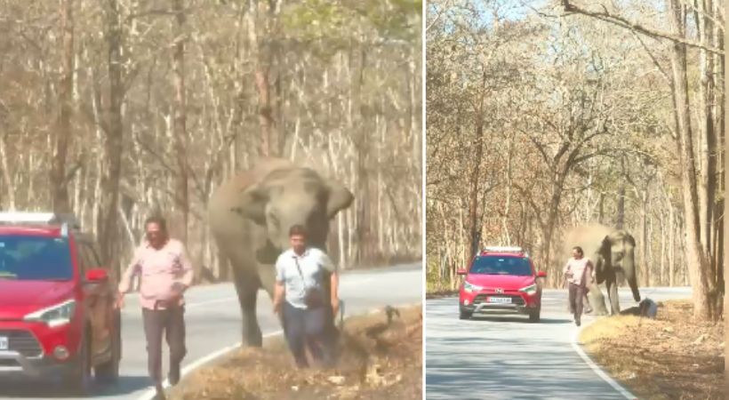 Tourists escaped from wild elephant attack Muthanga Wayanad
