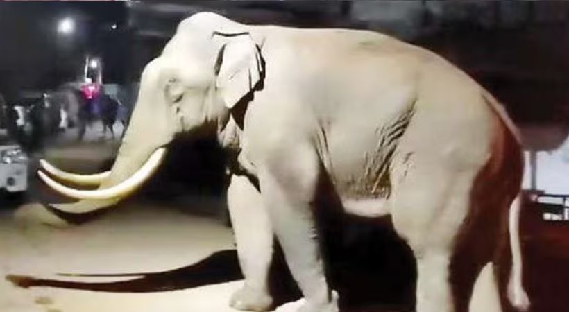 Padayappa elephant attack Munnar