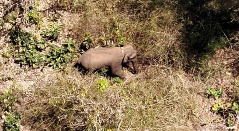 Wayanad wild elephant belur makhna