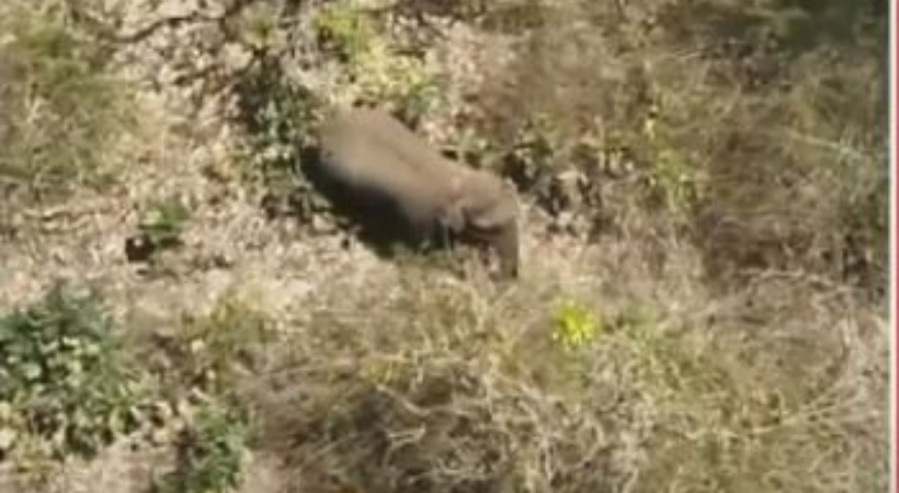 wild elephant Belur magna coming back to Kerala Border