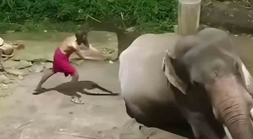 elephant guruvayoor high court