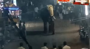 malappuram elephant attack one injury
