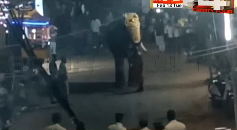 malappuram elephant attack one injury