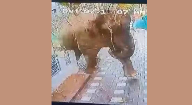 mananthavady patroling elephant school holiday