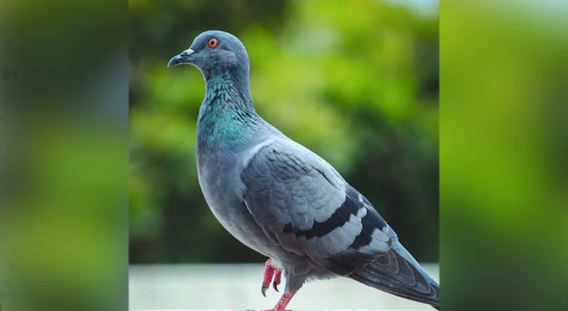 Pigeon Accused Of Spying released after 8 months