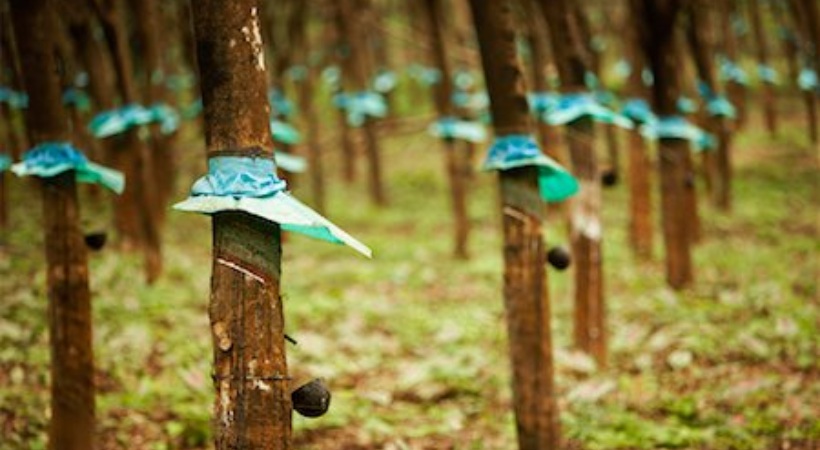 Rubber support price increased Kerala Budget 2024