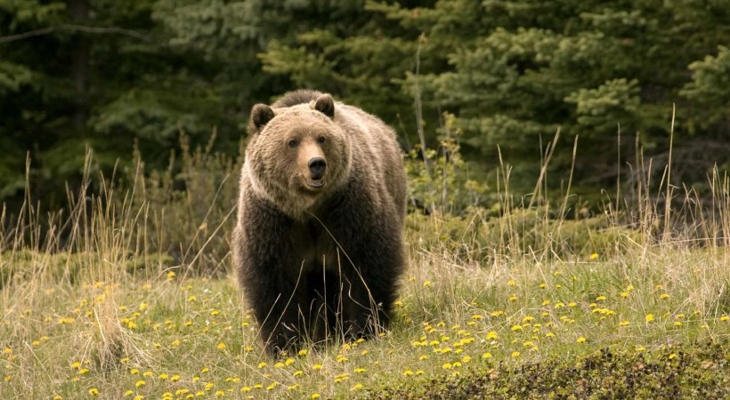 thiruvananthapuram palode bear