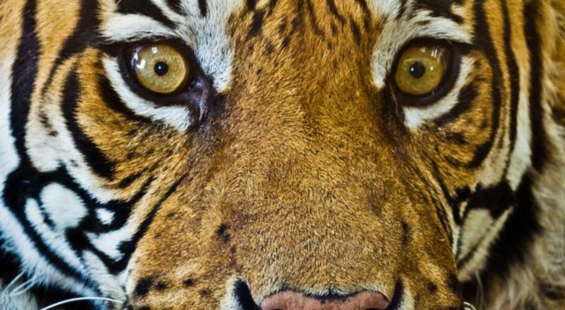 Forest department set up cage for Wayanad Tiger