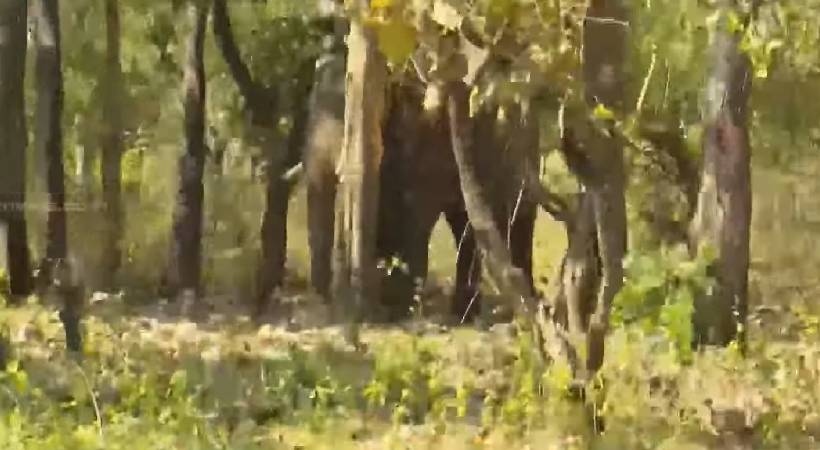 wayanad elephant today continue