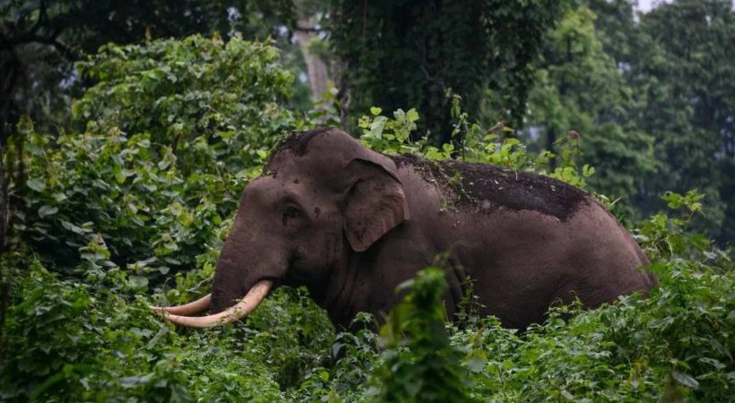 Forest watcher died in Wild Elephant attack in Kuruvadweep