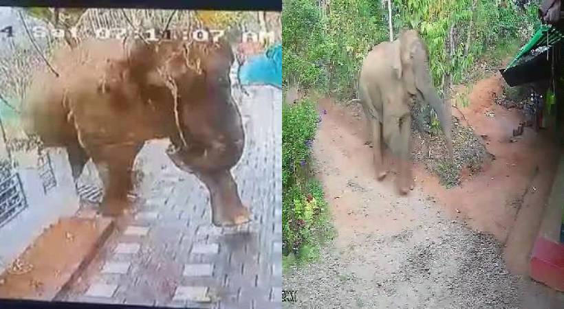 wild elephant