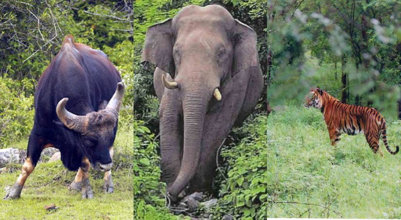 Human-Wildlife Conflict: Inter-State Meeting to Formulate Plans