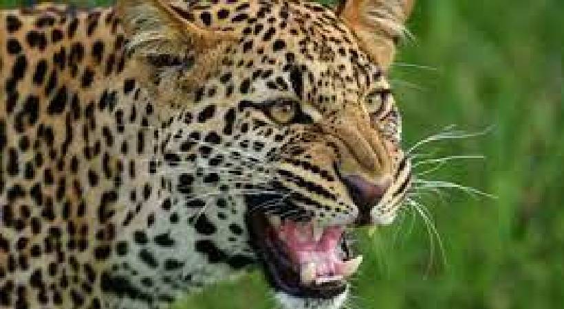 malappuram chokkadu leopard