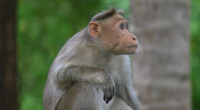 monkey becomes nuissance in cherthala