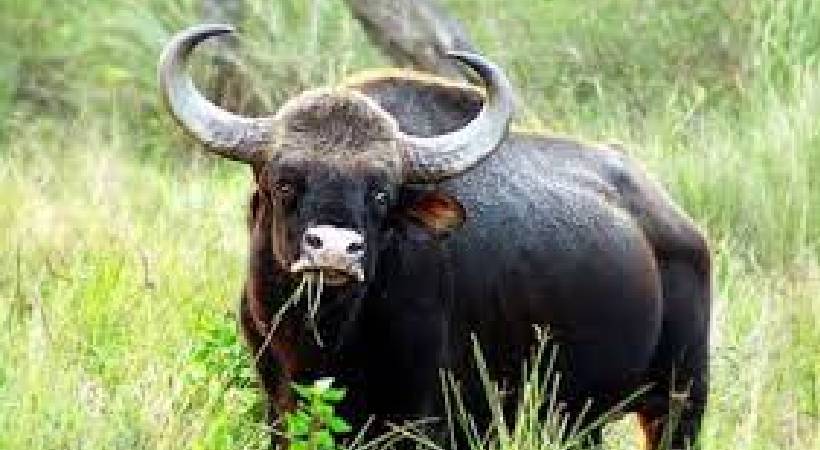 marayur wild buffalloo attack farmer seriously injured