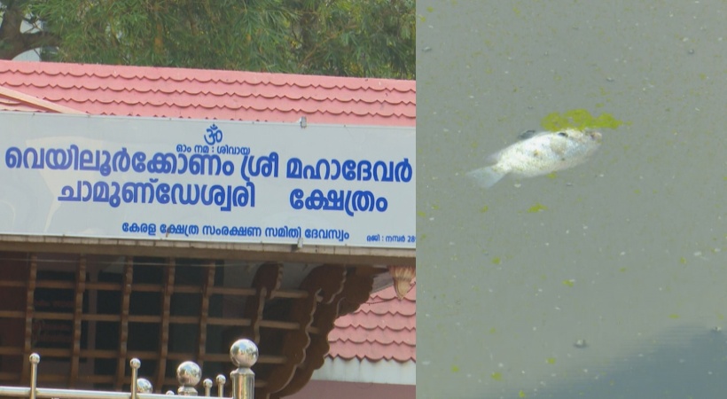 Police investigation into the death of fish in temple pond