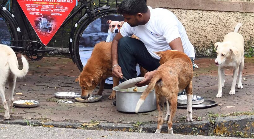 Stray Dogs Becoming Menace For Pedestrians; Delhi High Court