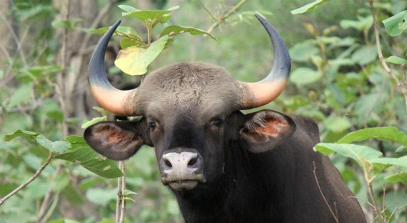 wild buffalo ATTACK Koorachundu