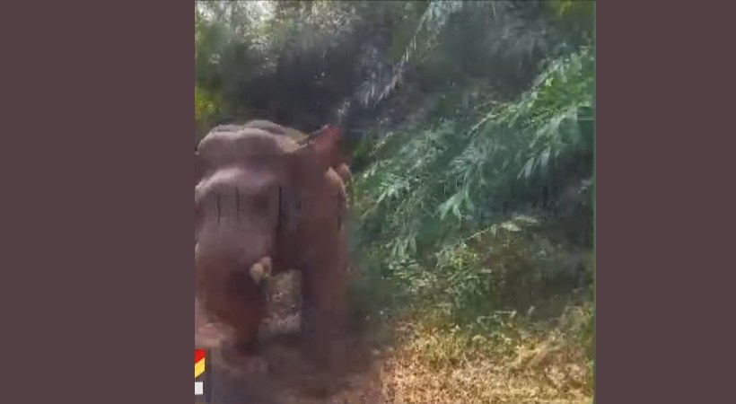 athirapilly bus elephant manja komban