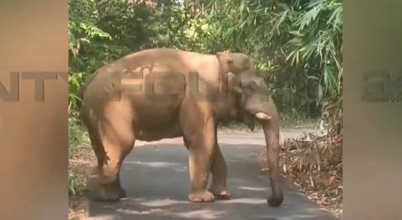 athirapilly elephant private bus