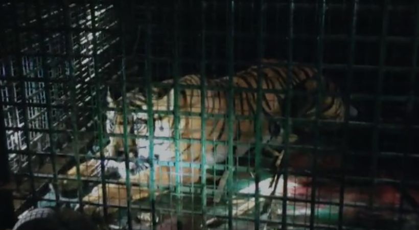 Prowling tiger caught in trap in Wayanad