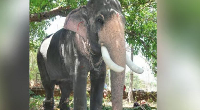elephant mangalamkunnu ayyappan dies
