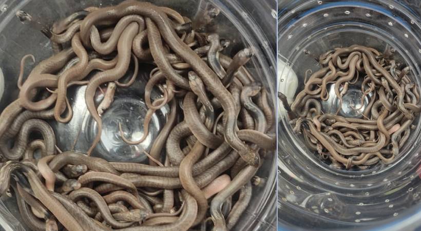 47 Cobra Snakelet were caught in Kottayam