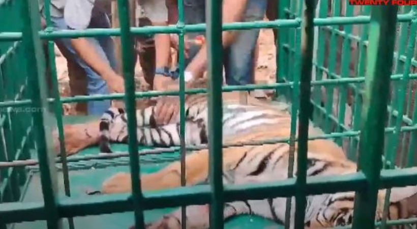 Tiger caught from Kannur Adakkathode