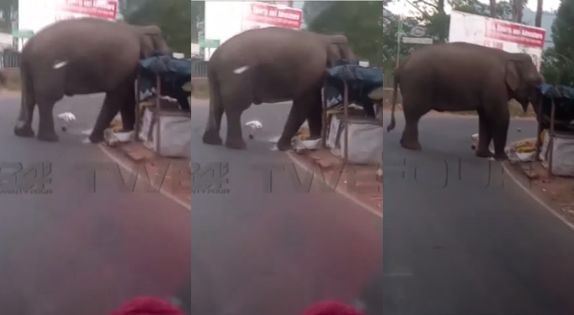 wild elephant attack in munnar