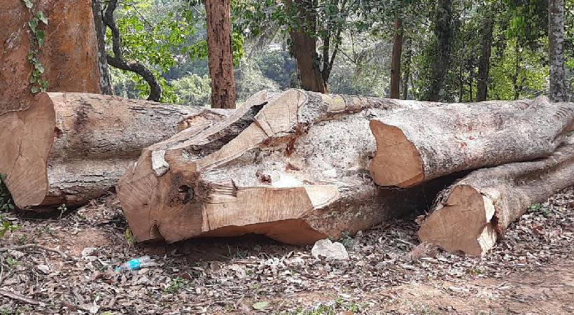 wayanad sugandhagiri tree cutting to be investigated by special team