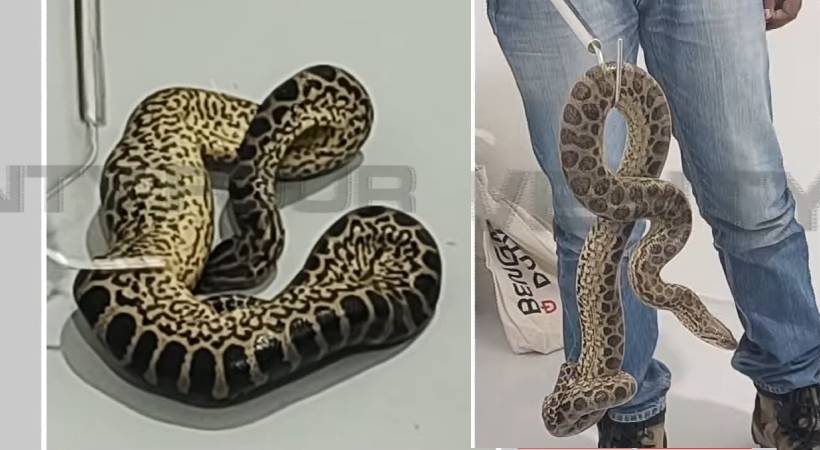 Man Attempts To Smuggle 10 Anacondas At Bengaluru Airport