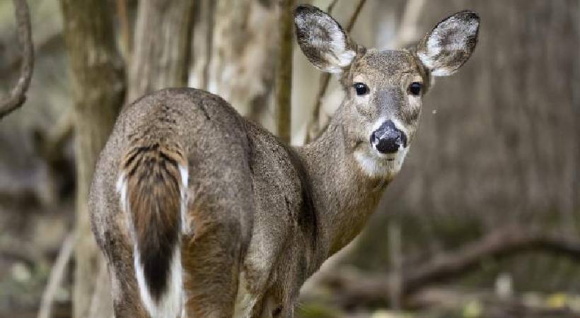 Zombie Deer Disease Hits Another US State