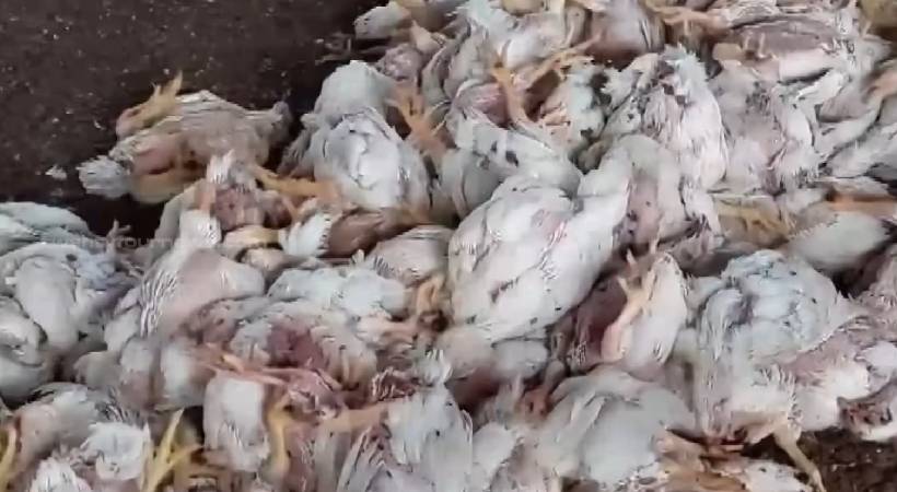 KSEB cut power without warning 1500 chicken dead