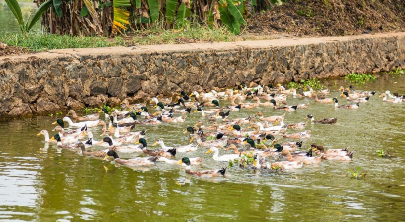 alappuzha bird flu update