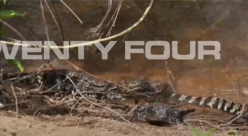crocodile eff hatched chalakkudy