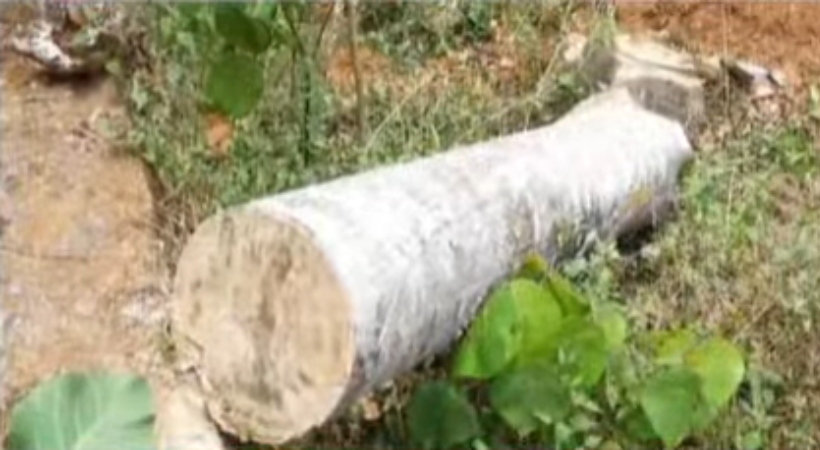 kannur aralam tree cutting