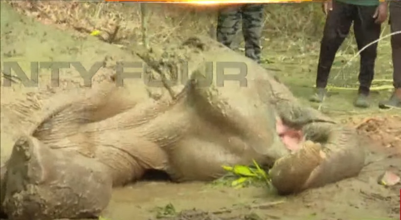 malampuzha elephant health update