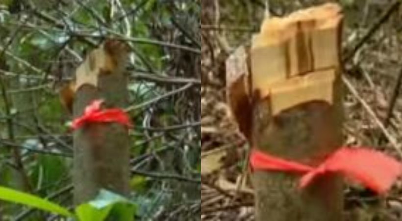no accurate account of trees available in forest department on Ponmudi tree cutting