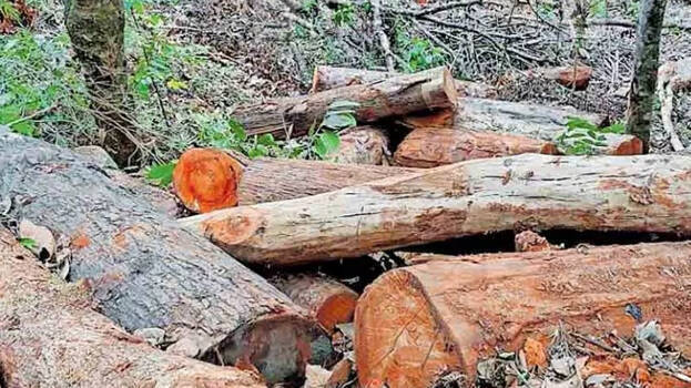 wayanad sugandhagiri tree cutting case no anticipatory bail