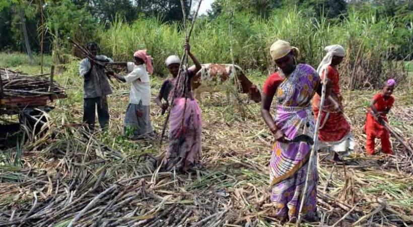 Why Women Sugarcane Cutters Of Maharashtra Seek Needless Hysterectomies
