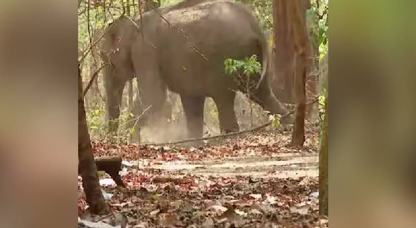 Wild elephant injured while crossing railway track Malampuzha