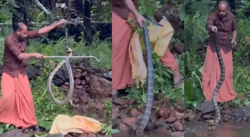Dangerous capture of king cobra