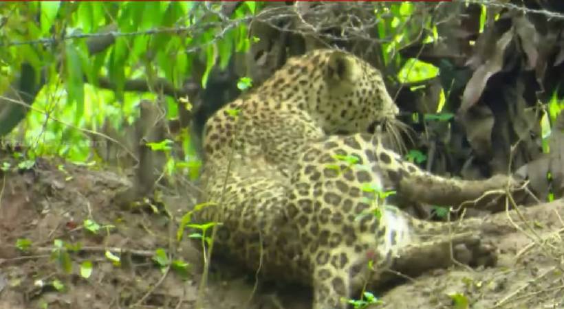 kollengode leopard trapped case against land owner