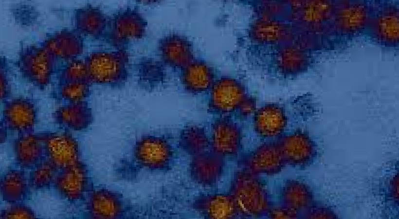 5 confirmed west nile fever in kozhikode